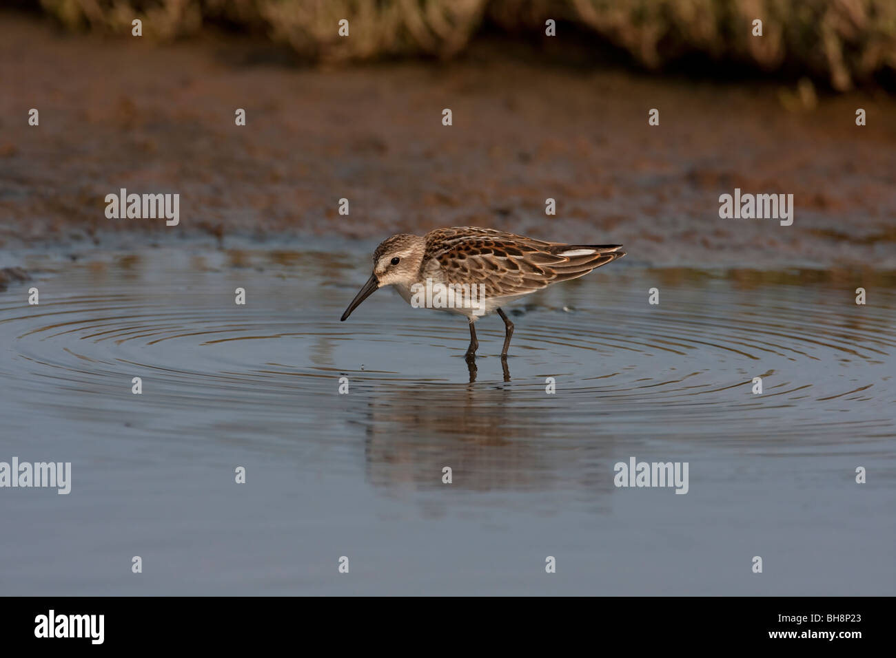 Western Sandpiper Calidris mauri debout dans l'eau peu profonde à Holden Creek'estuaire de la rivière Nanaimo Vancouver Island BC Canada Banque D'Images