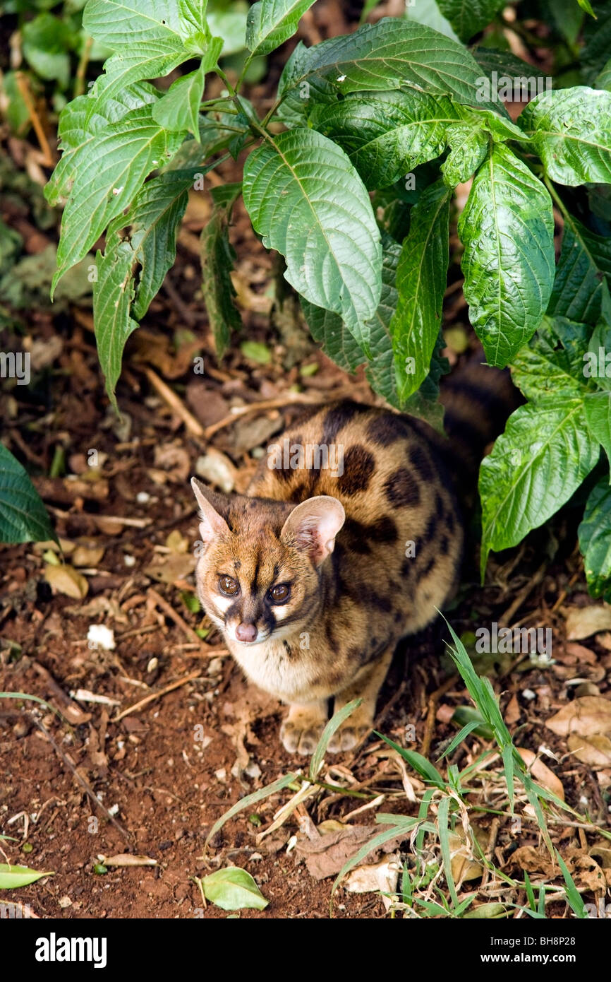 Genet Cat - Aberdare National Park, Kenya Banque D'Images