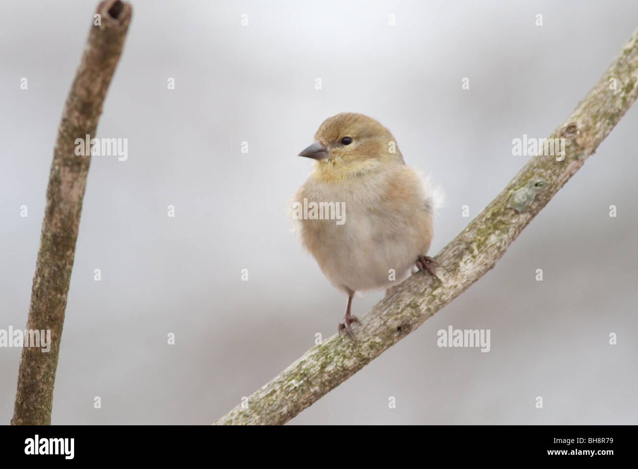 Finch jaune couverte de neige en hiver. Banque D'Images