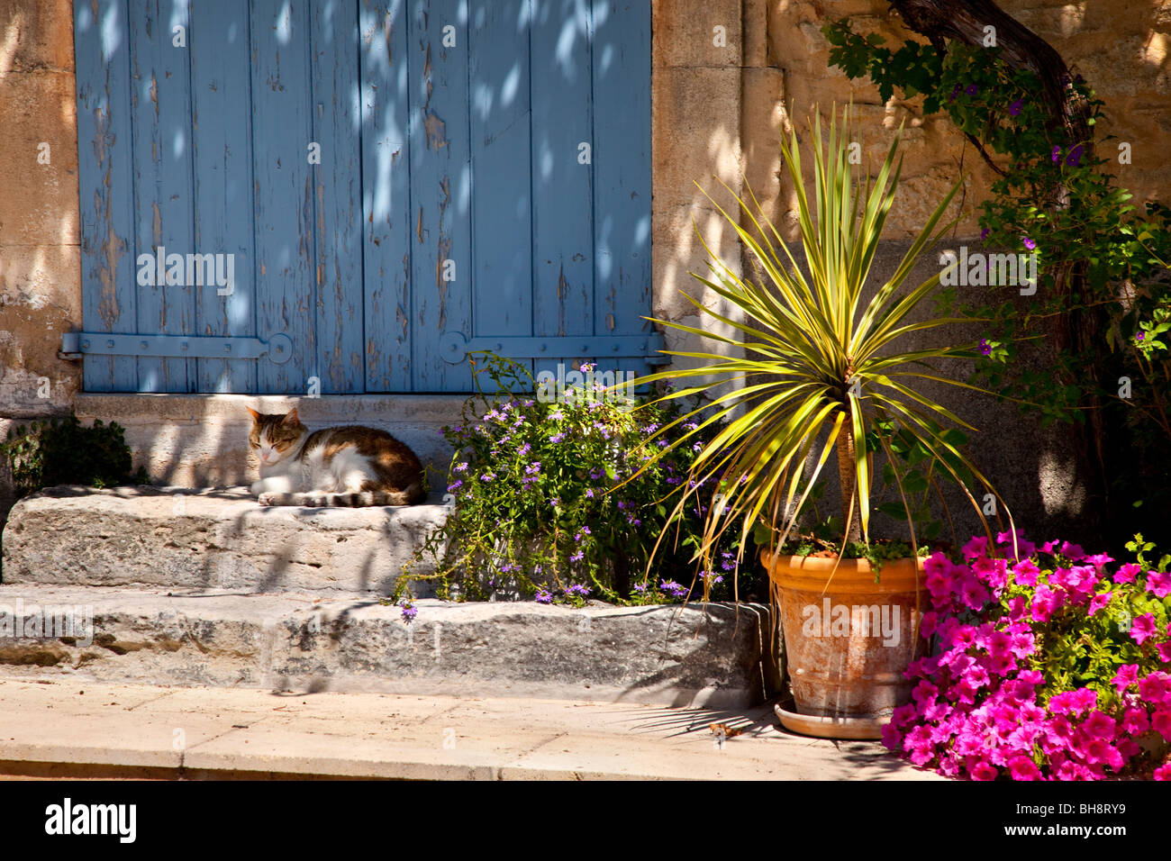 Happy cat détente sur les étapes de l'accueil dans Goult en Provence France Banque D'Images