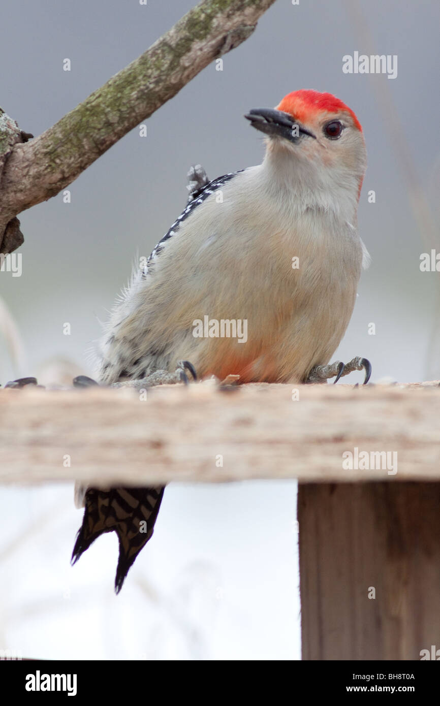 Pic à ventre rouge noir manger-huile de tournesol. Banque D'Images