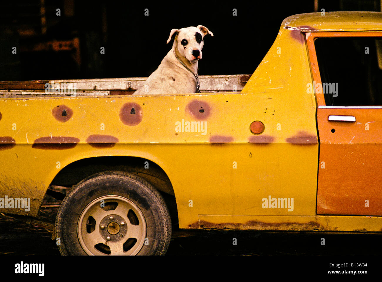 Spotted dog, au dos de la ute Queensland Australie Banque D'Images