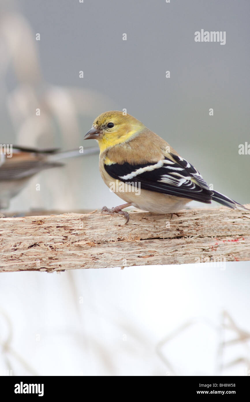 Sur Finch jaune perché sur feeder Banque D'Images
