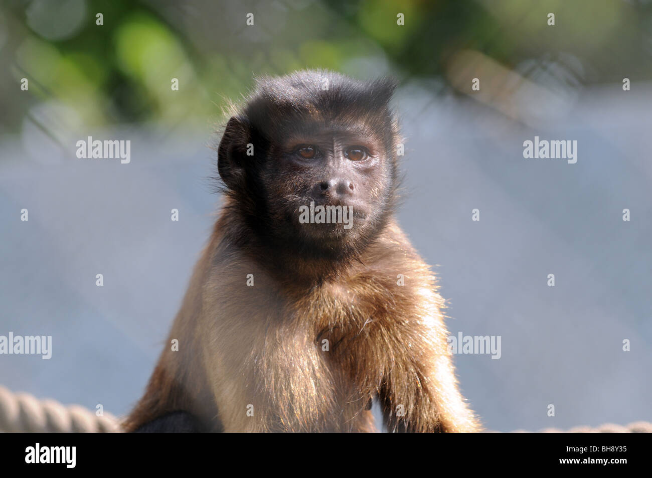 Capucin touffetée (apella cebus) également connu sous le nom de Brown ou capucin à tête noire dans le parc Serengeti, Hodenhagen, Allemagne Banque D'Images