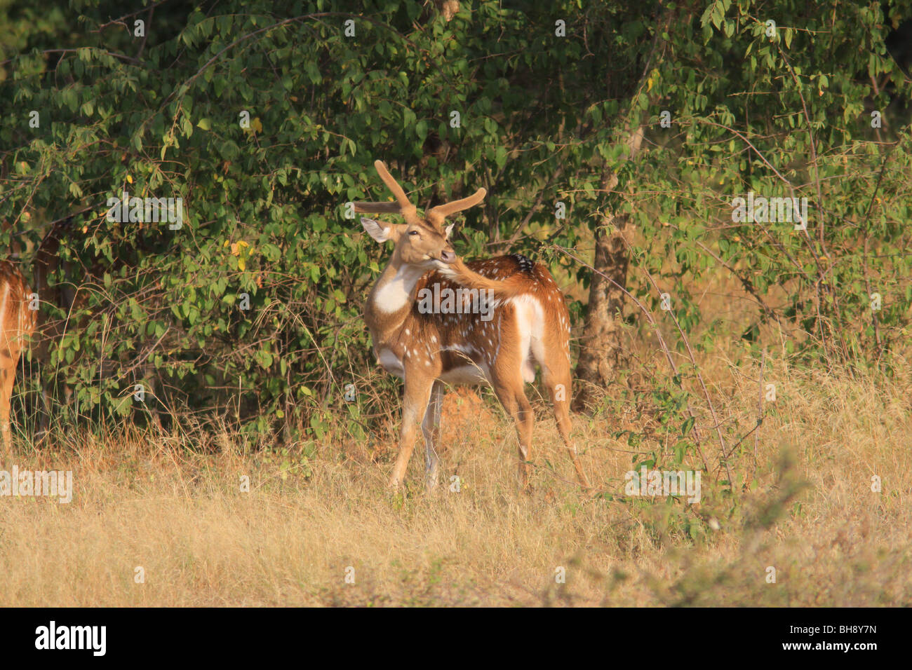 Un cerf tacheté (Axis axis) à mâcher sur sa queue dans le parc national de Ranthambore en Inde Banque D'Images