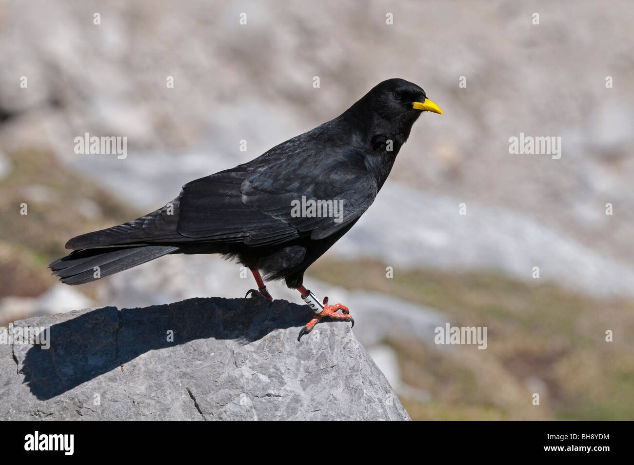 (Pyrrhocorax graculus Alpine Chough) Banque D'Images