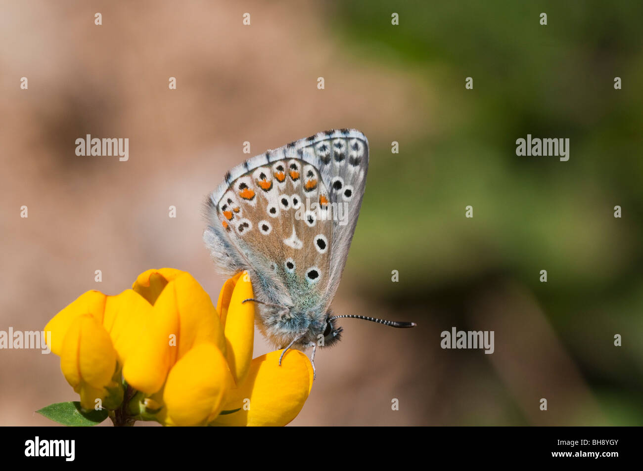 Lysandra bellargus Adonis (bleu) Banque D'Images