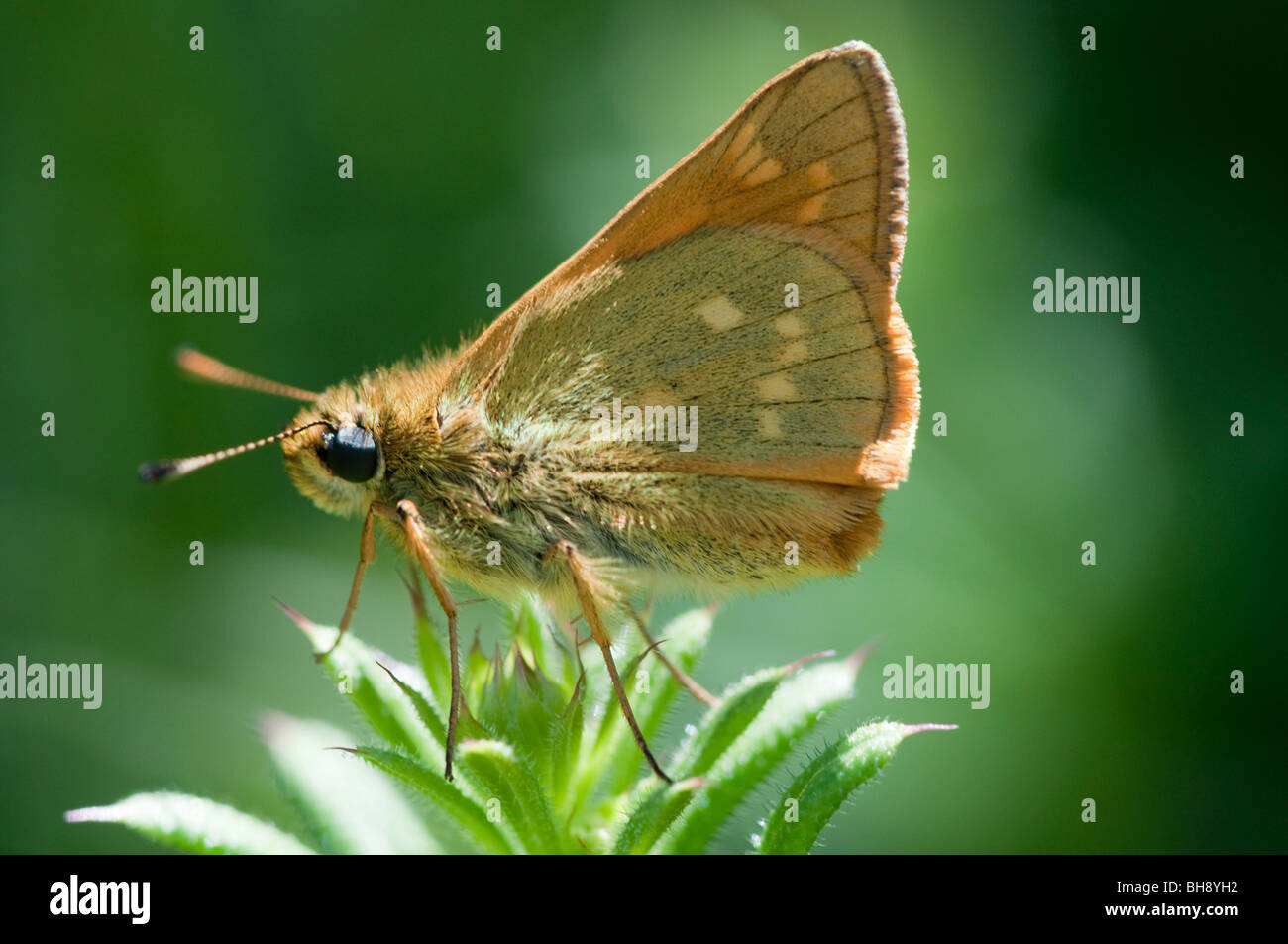 Grand Skipper (Ochiodes sylvanus) Banque D'Images