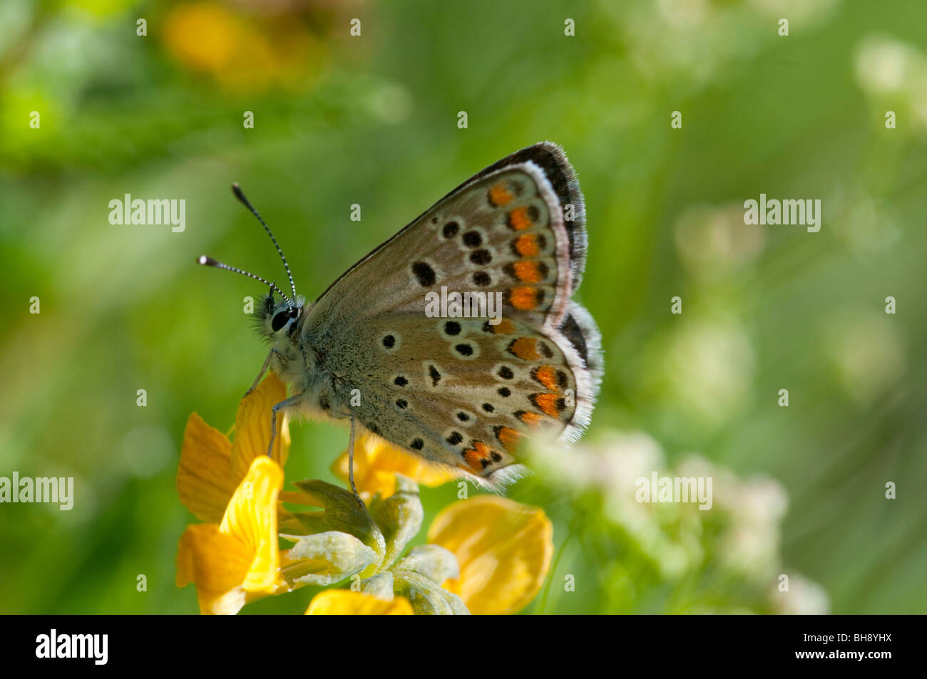 Aricia agestis Argus brun (ssp) de l'appareil photo. Banque D'Images