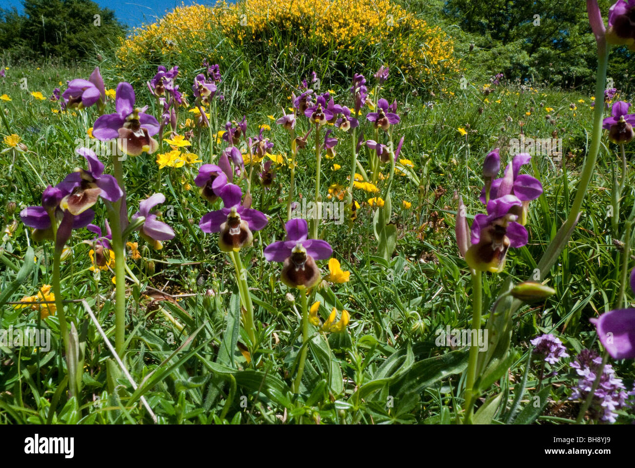Tenthrèdes Orchid (Ophrys tenthredinifera), groupe à Meadow Banque D'Images