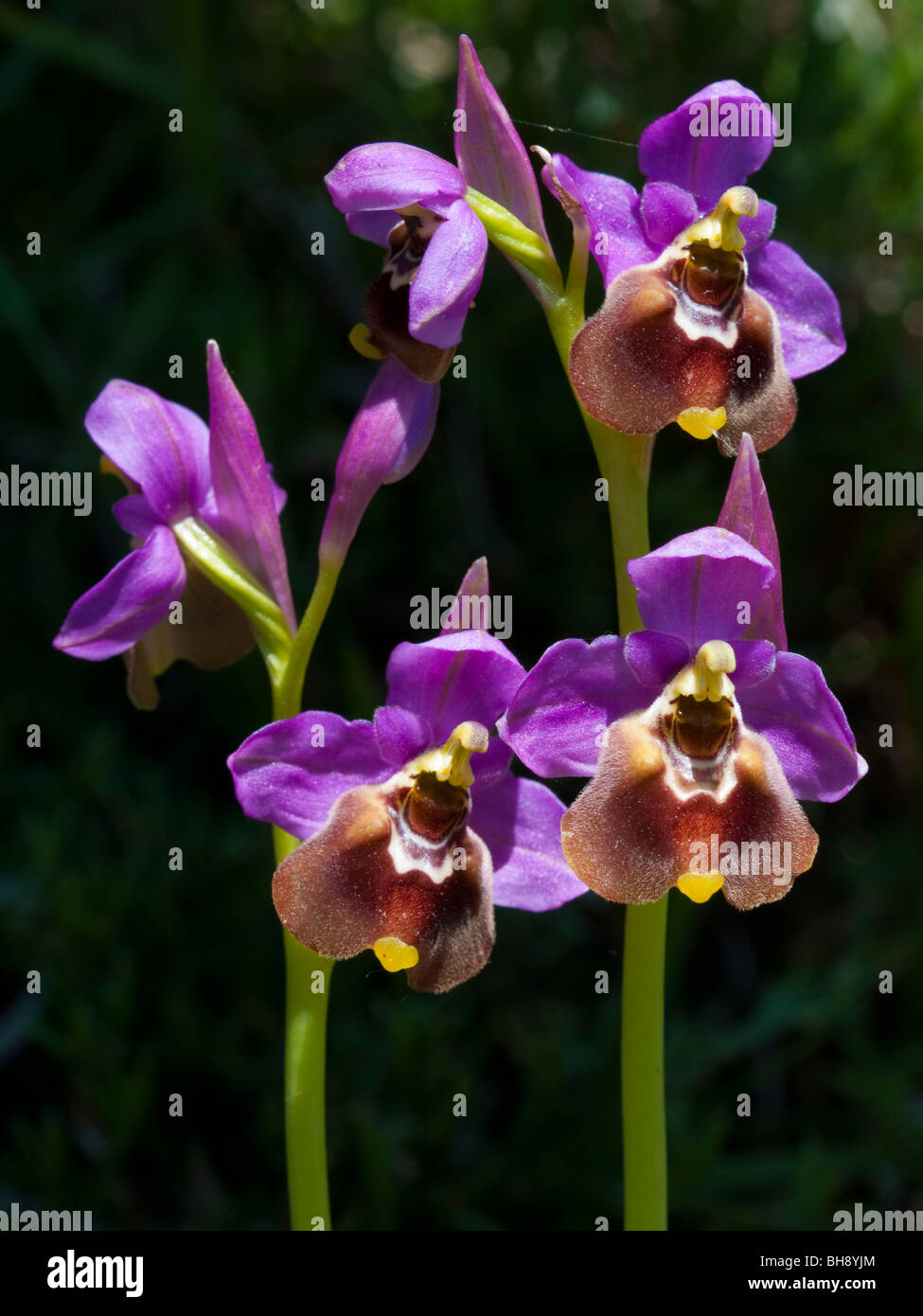 Tenthrèdes Orchid (Ophrys tenthredinifera) Banque D'Images
