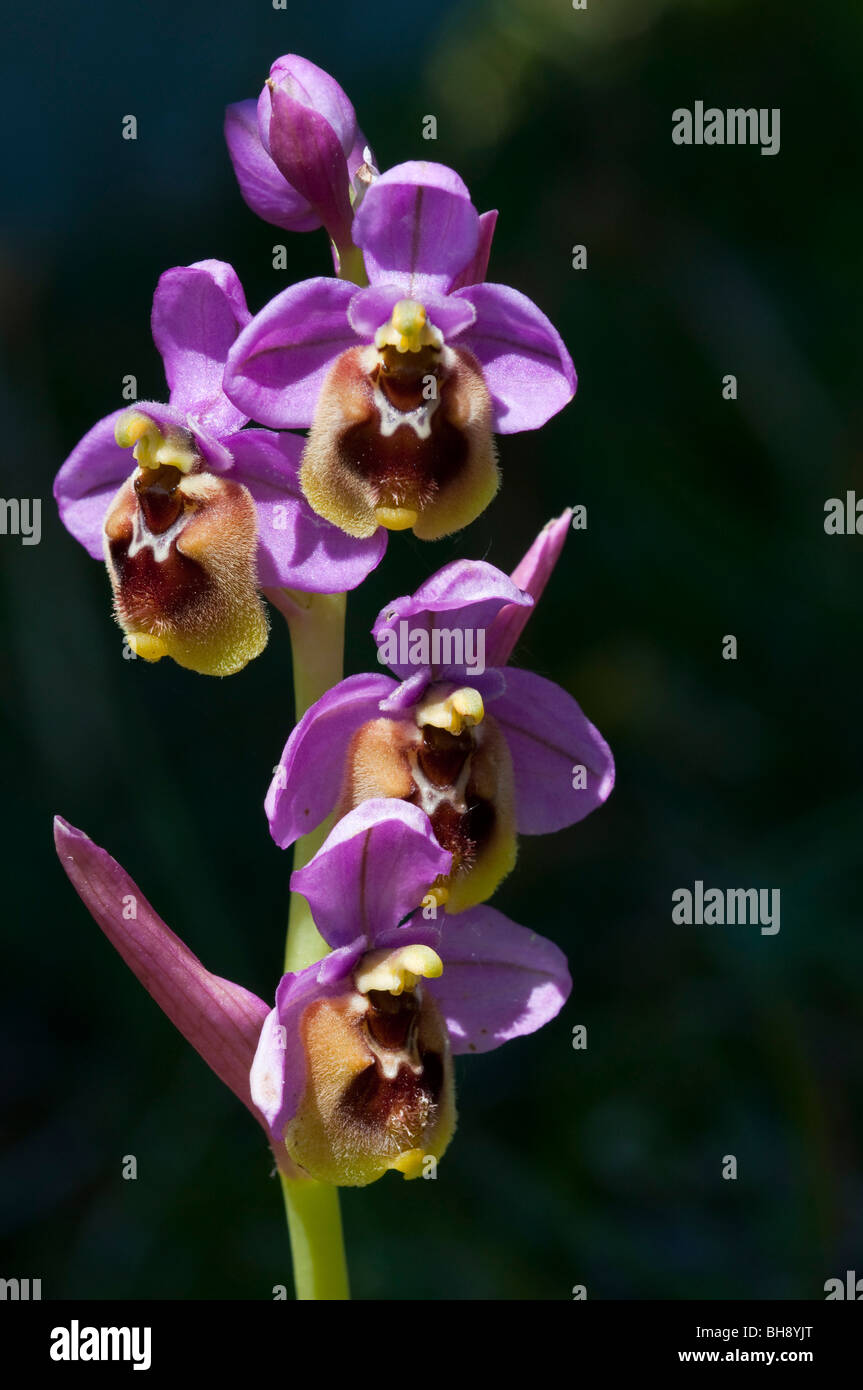 Tenthrèdes Orchid (Ophrys tenthredinifera) Banque D'Images