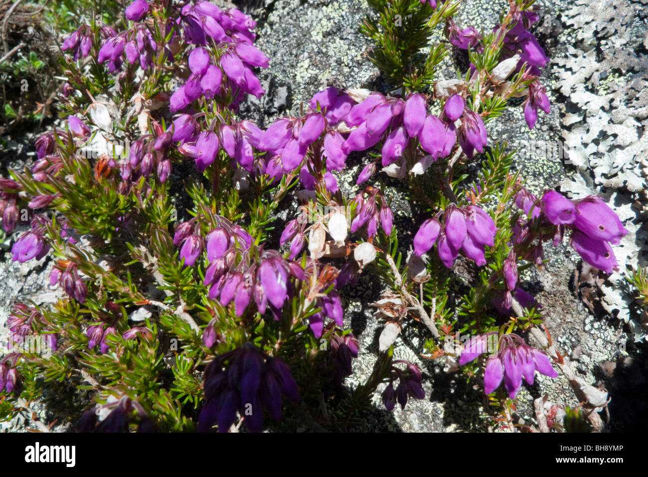 Bruyère cendrée (Erica cinerea) Banque D'Images