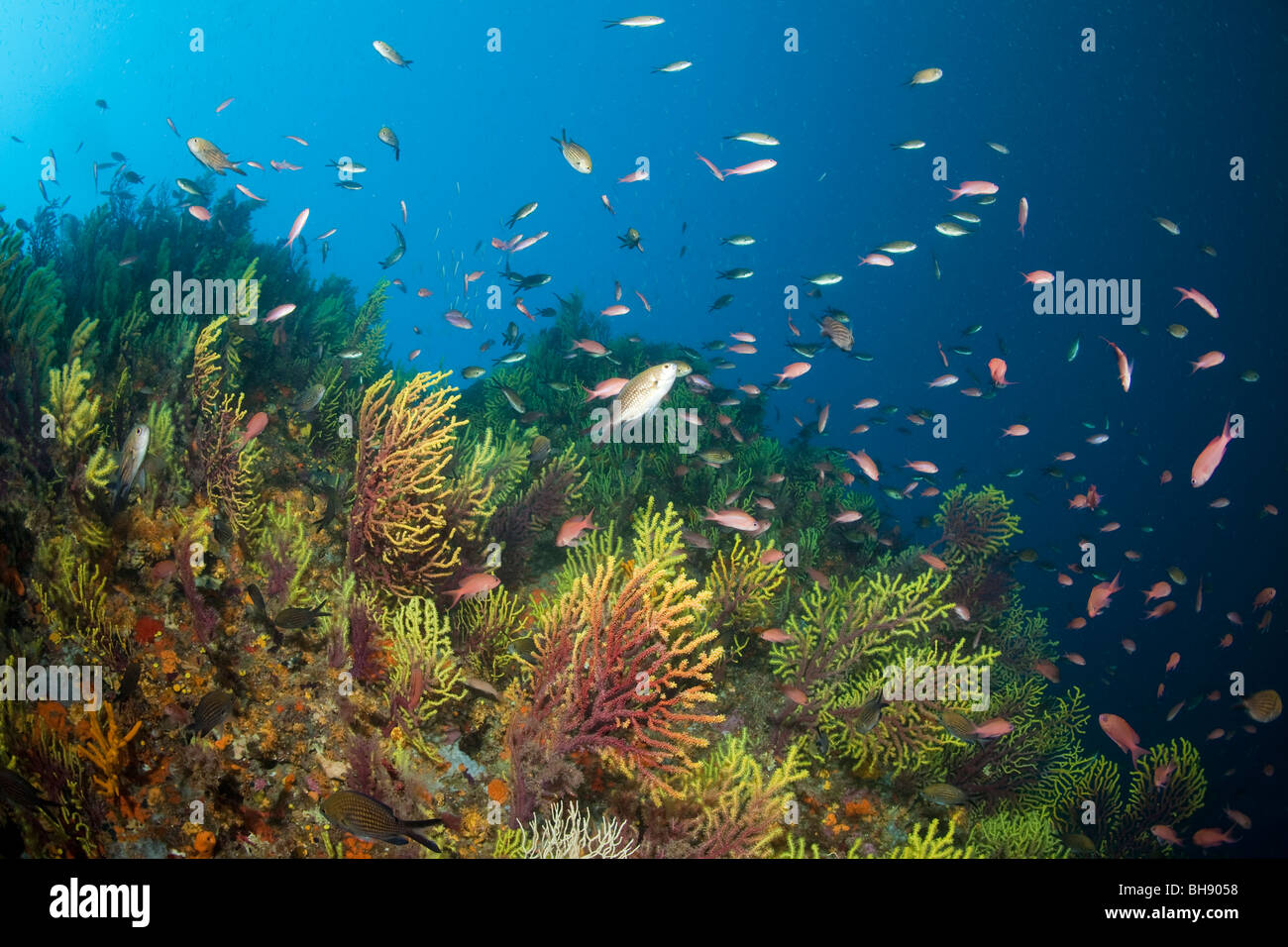 Récif coloré avec Anthias anthias Anthias,, Paramuricea clavata, Tamariu, Costa Brava, Espagne, Mer Méditerranée Banque D'Images