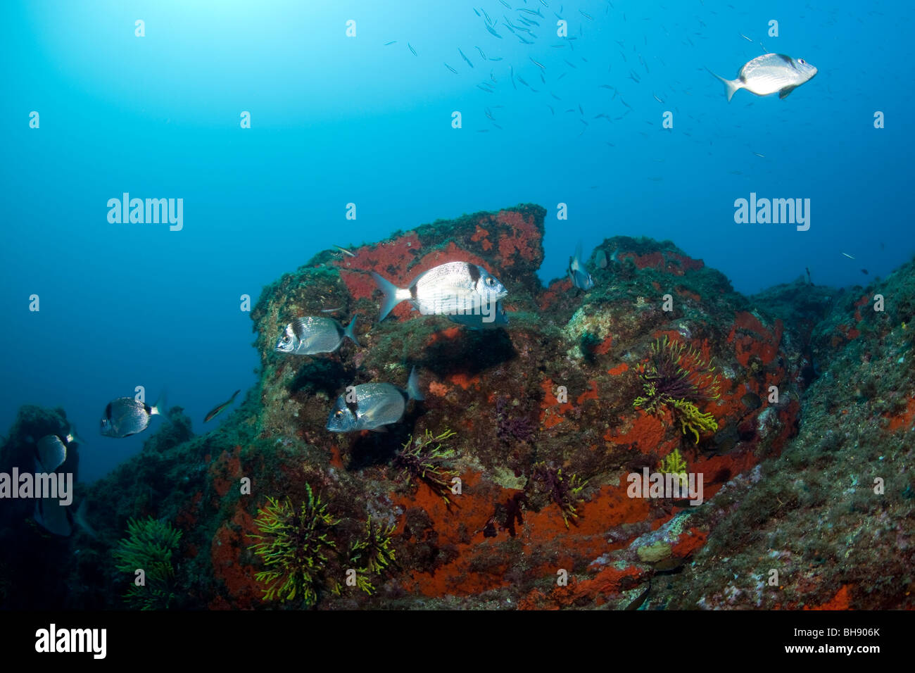 Deux bandes de dorades, Diplodus vulgaris, Tamariu, Costa Brava, Espagne, Mer Méditerranée Banque D'Images