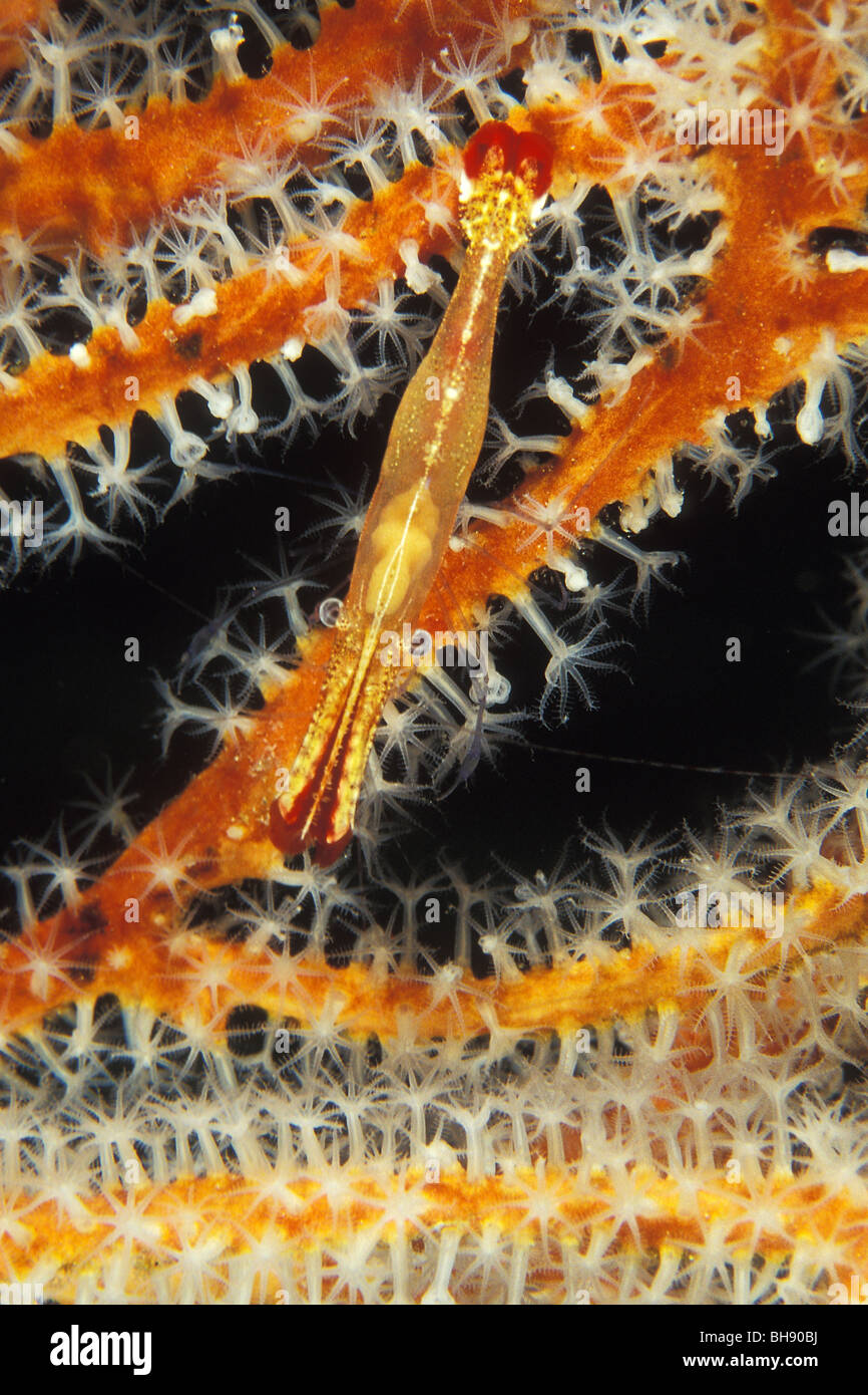 Crevette commensale sur d'éventails de mer, Periclimenes sp., Ari Atoll, Maldives, océan Indien Banque D'Images