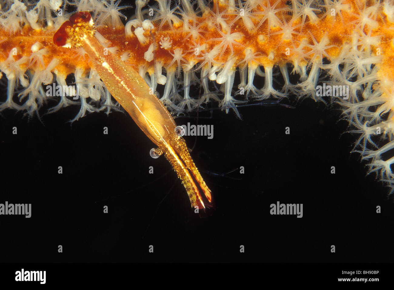 Crevette commensale sur d'éventails de mer, Periclimenes sp., Ari Atoll, Maldives, océan Indien Banque D'Images