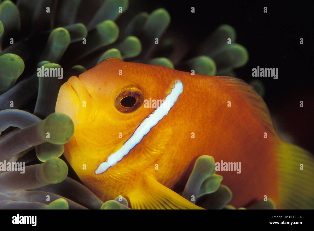 Les Maldives, poisson clown Amphiprion nigripes, Ari Atoll, Maldives, océan Indien Banque D'Images