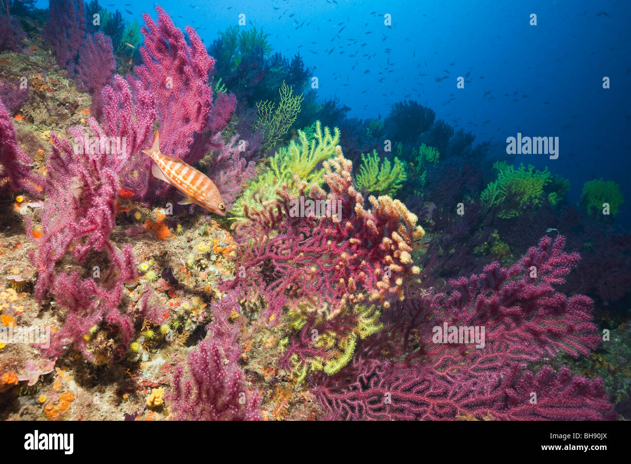 Récif coloré avec des gorgones, Paramuricea clavata, Carall Bernat, Îles Medes, Costa Brava, Espagne, Mer Méditerranée Banque D'Images