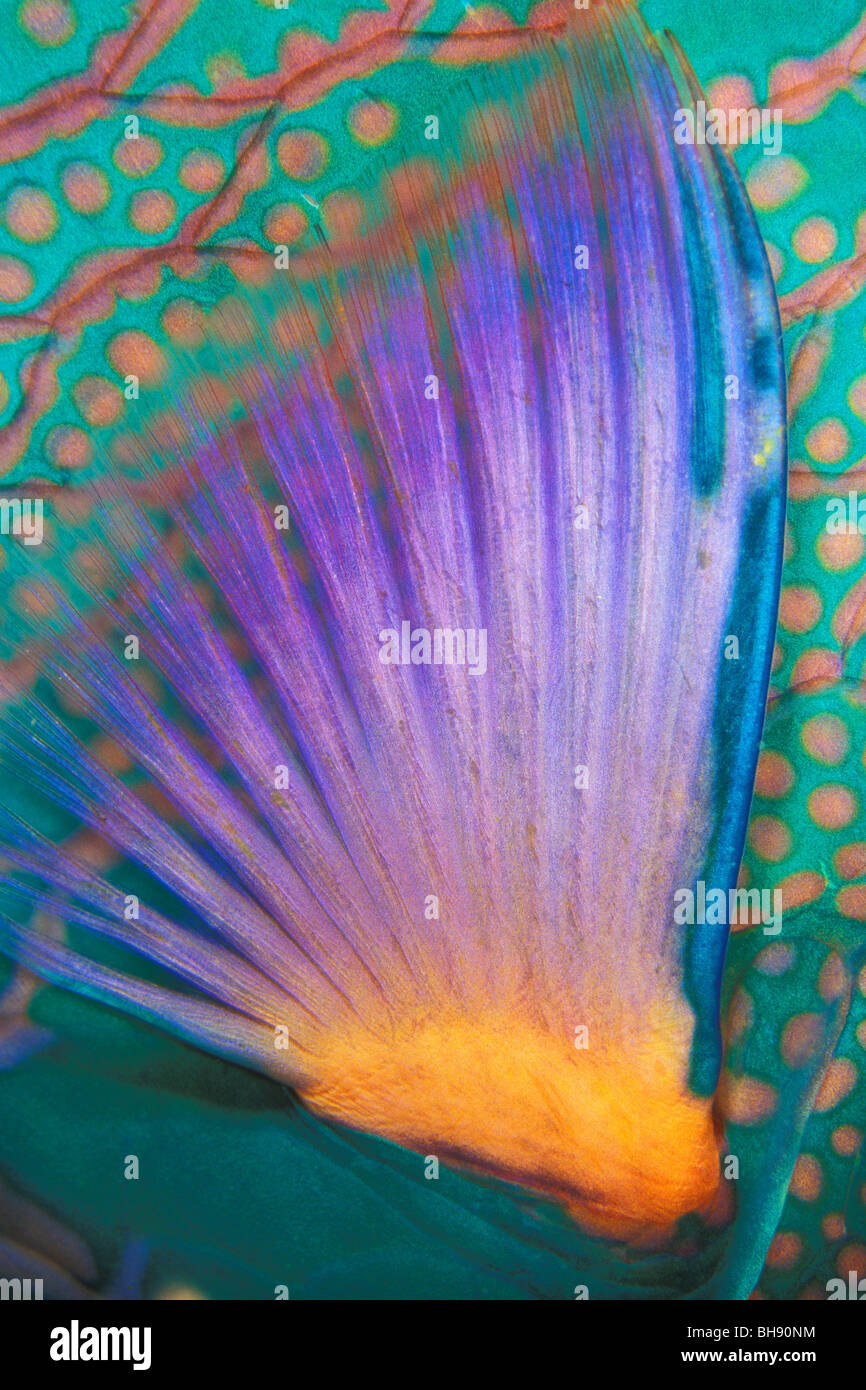 Nageoire pectorale de Bicolor Perroquet, Cetoscarus bicolor, Ari Atoll, Maldives, océan Indien Banque D'Images