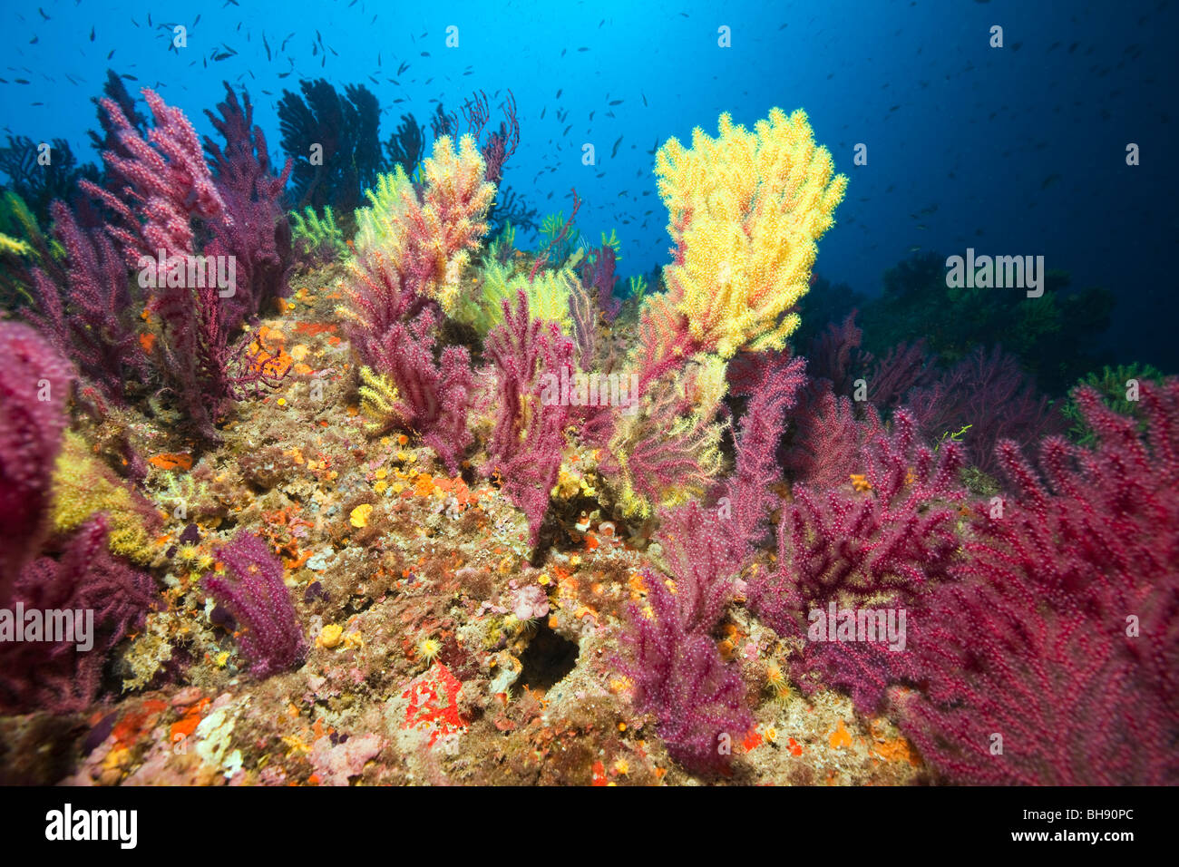 Récif coloré avec des gorgones, Paramuricea clavata, Carall Bernat, Îles Medes, Costa Brava, Espagne, Mer Méditerranée Banque D'Images