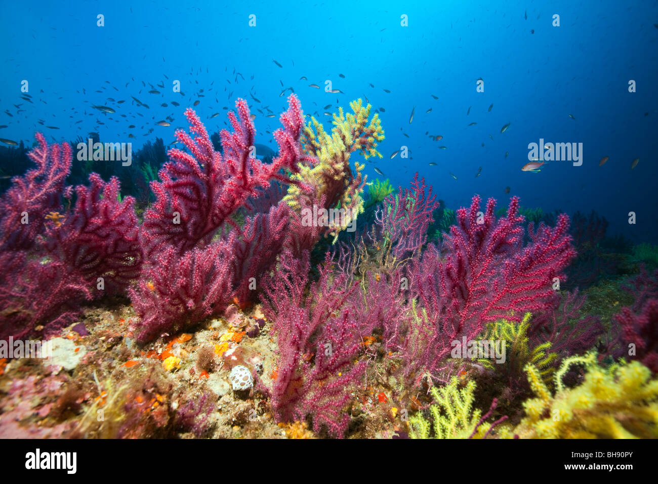 Récif coloré avec des gorgones, Paramuricea clavata, Carall Bernat, Îles Medes, Costa Brava, Espagne, Mer Méditerranée Banque D'Images