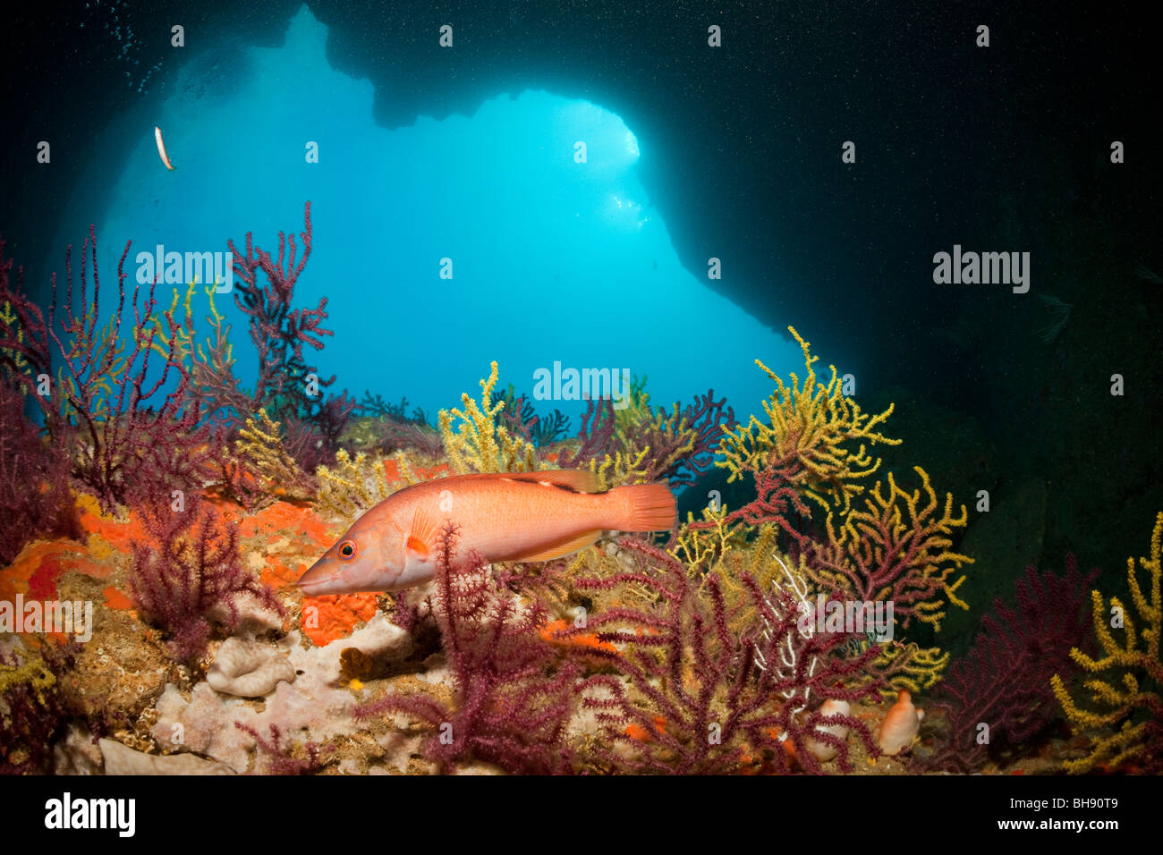 Cuckoo Wrasse en grotte sous-marine, Labrus bimaculatus, Dofi Sud, Îles Medes, Costa Brava, Espagne, Mer Méditerranée Banque D'Images