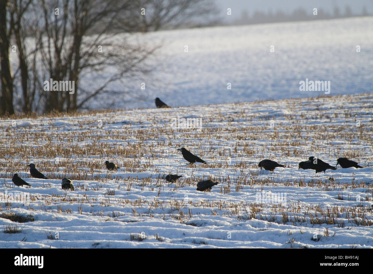 Rooks, Corvus frugilegus, d'alimentation en champ neigeux, Perthshire, Écosse Banque D'Images