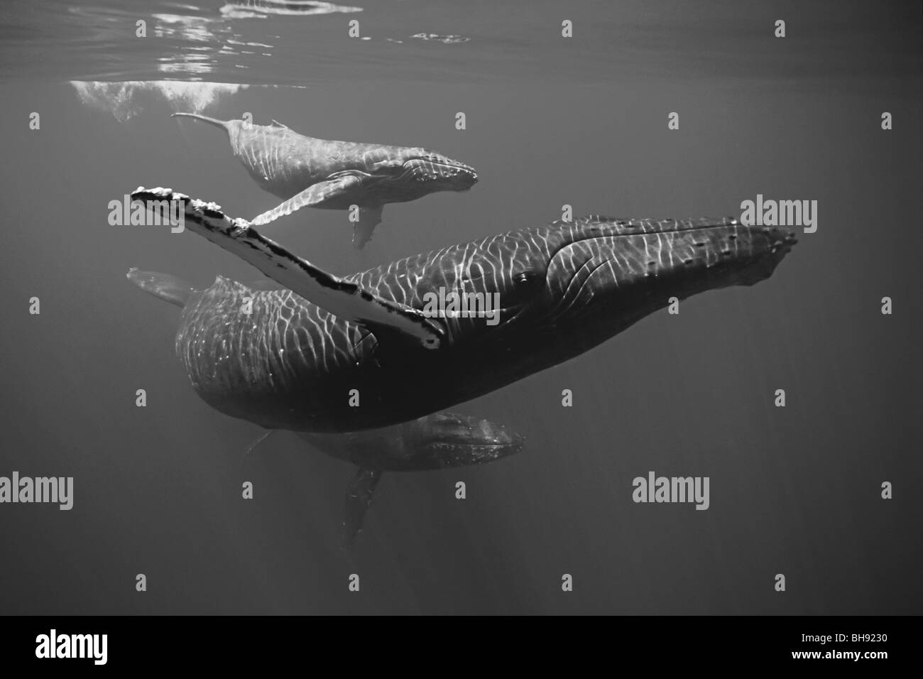 Les baleines à bosse, mère et son petit, Megaptera novaeangliae, Big Island, côte de Kona, Hawaii, USA Banque D'Images