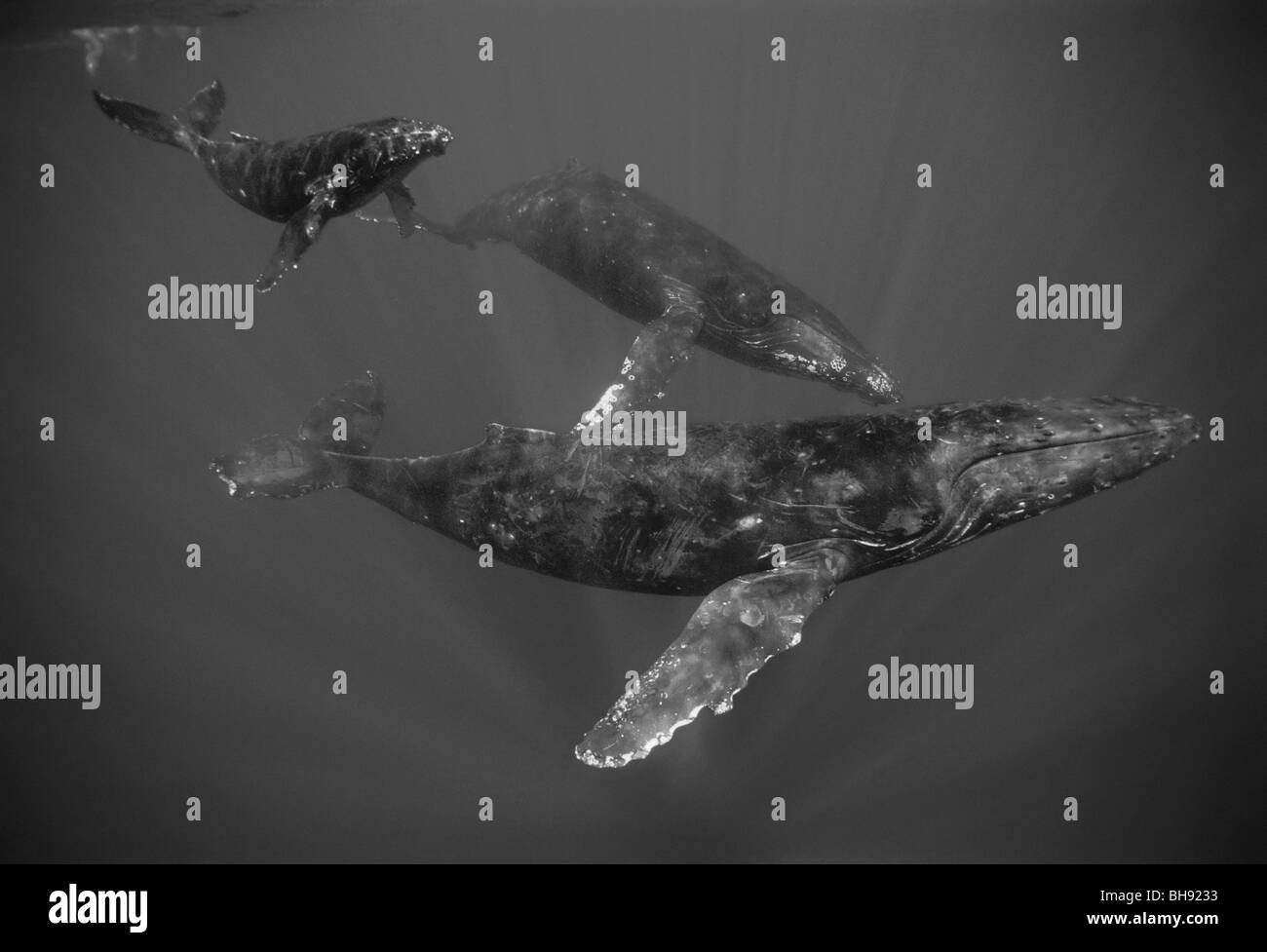 Les baleines à bosse, Famille avec le veau, Megaptera novaeangliae, Big Island, côte de Kona, Hawaii, USA Banque D'Images