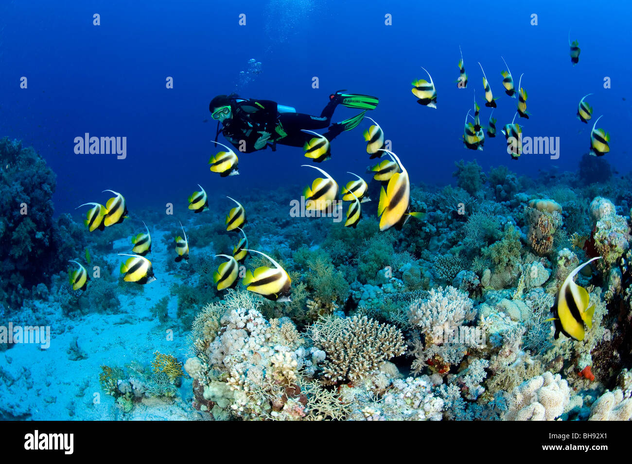 Plongeur et banc de Red Sea Bannerfish, Heniochus intermedius, Red Sea, Egypt Banque D'Images