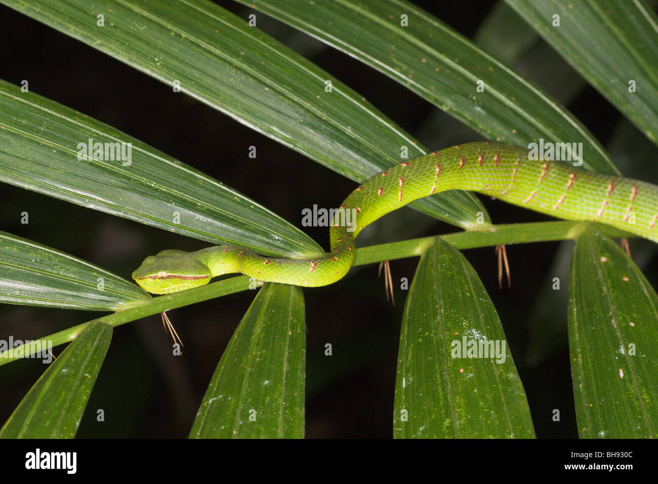 Wagler's Pit Viper, Tropidolaemus wagleri, Bako, Sarawak, Bornéo, Malaisie Banque D'Images