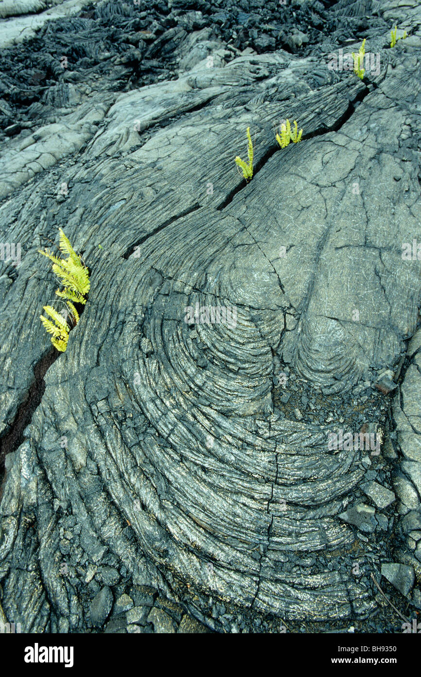 Les plantes croissant dans la lave solidifiée, Kona, Big Island, Hawaii, USA Banque D'Images