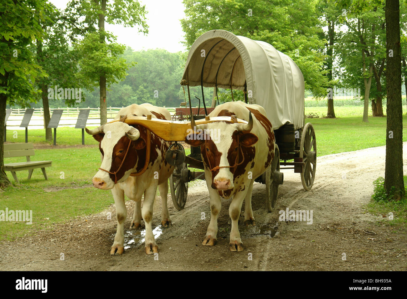 AJD65215, Nauvoo, Illinois, Indiana, Historic Nauvoo, chariot tiré par des bœufs ride Banque D'Images