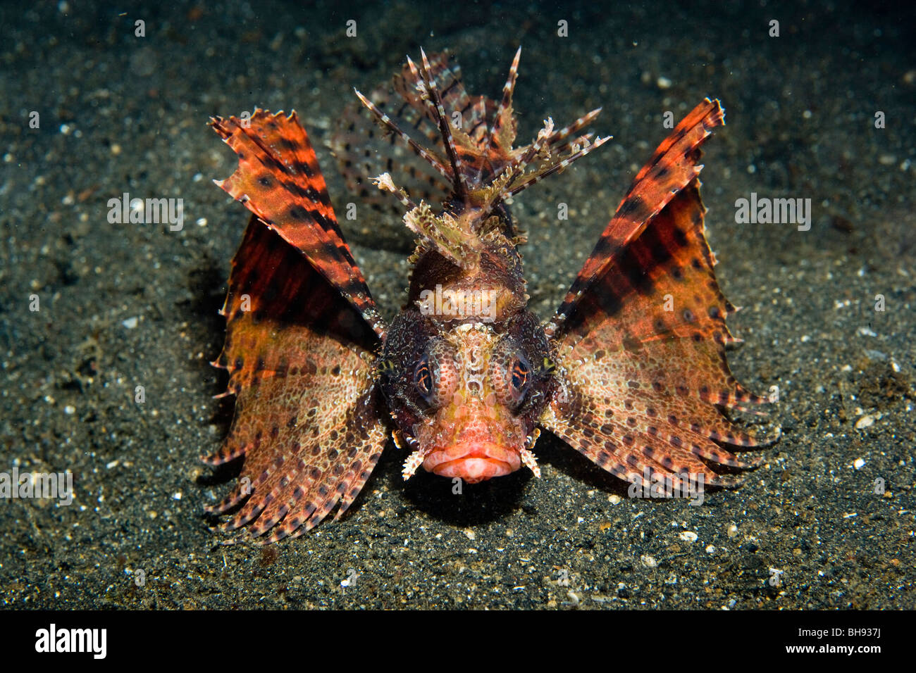 Le requin, poisson lion Dendrochirus brachypterus, Détroit de Lembeh, Sulawesi, Indonésie Banque D'Images