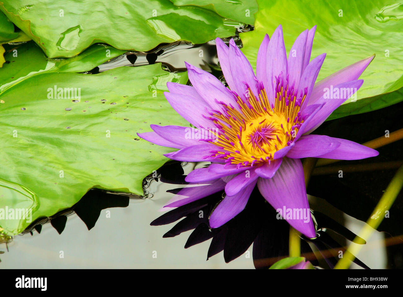 Seerose - Water Lily 15 Banque D'Images