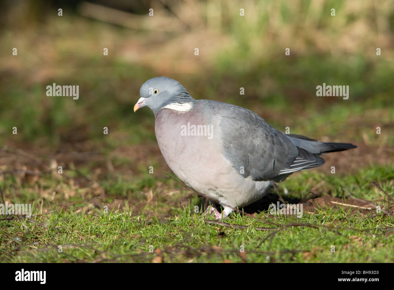 Ramier Columba palumbus adulte sur le terrain Banque D'Images