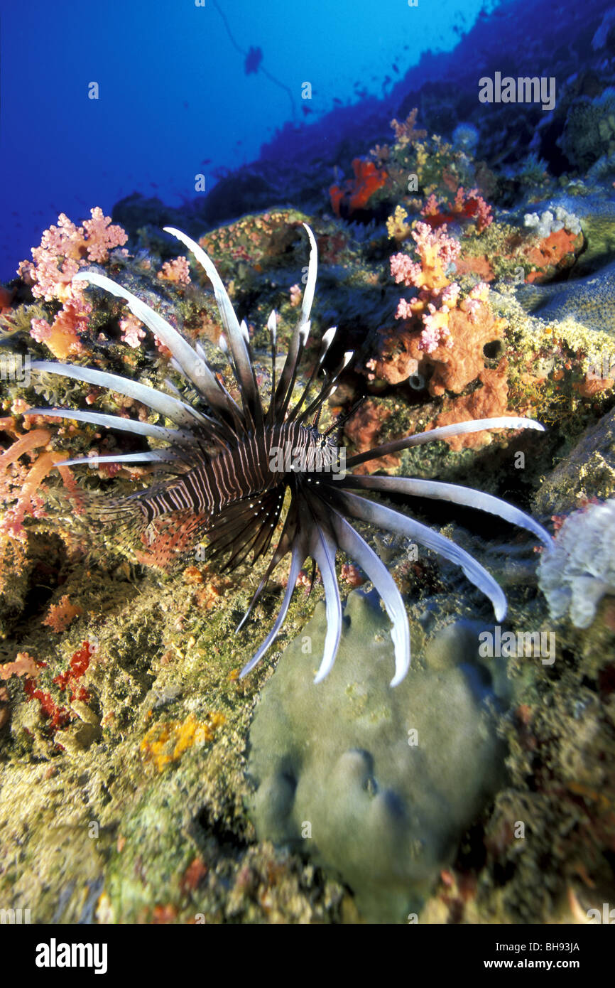 Plus de coraux, poissons-papillons Pterois miles, Mer Rouge, en Arabie Saoudite Banque D'Images