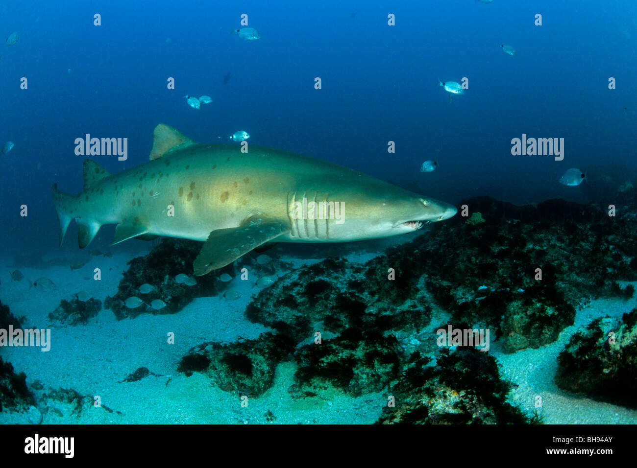 Sand Tiger Shark, Carcharias taurus, hauts-fonds d'Aliwal, Kwazulu-Natal, Afrique du Sud, l'Océan Indien Banque D'Images