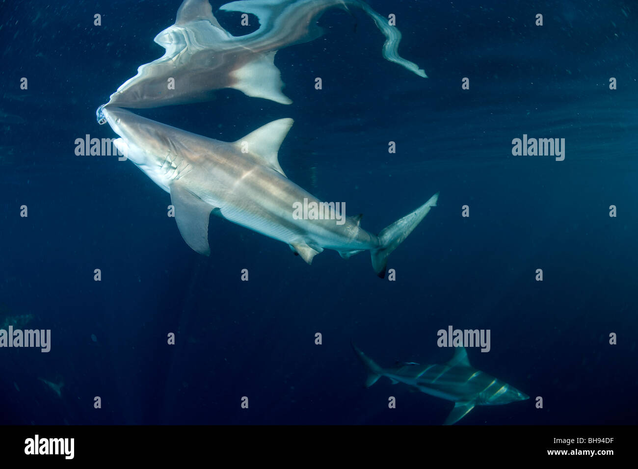 Blacktip Requins, Carcharhinus limbatus, hauts-fonds d'Aliwal, Kwazulu-Natal, Afrique du Sud, l'Océan Indien Banque D'Images