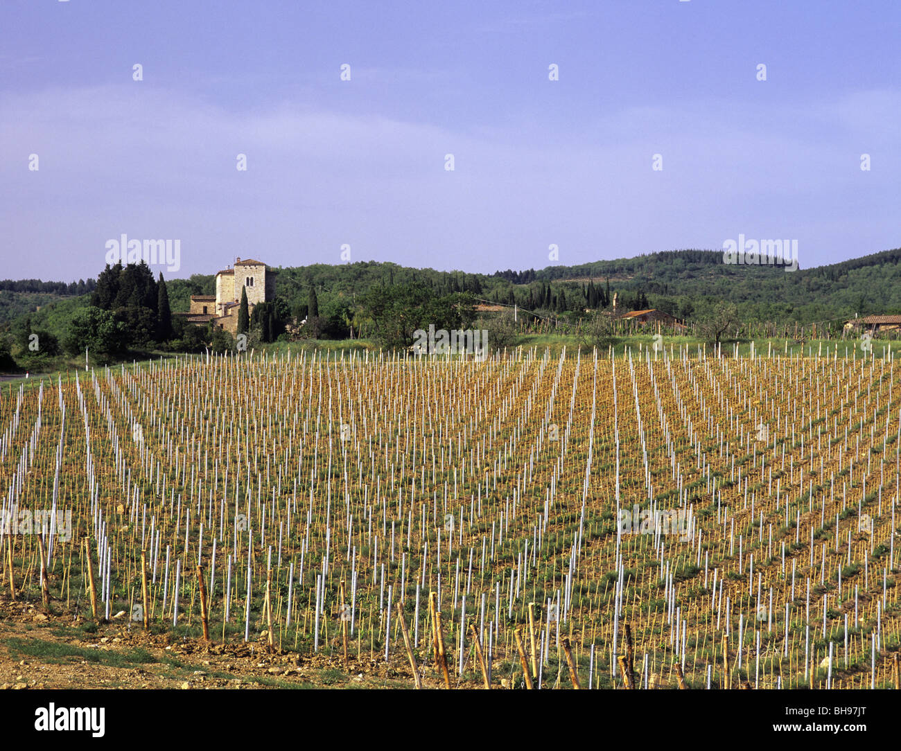San Leonino Toscane Italie Europe. Vineyard in Chianti country au début de l'été. Banque D'Images