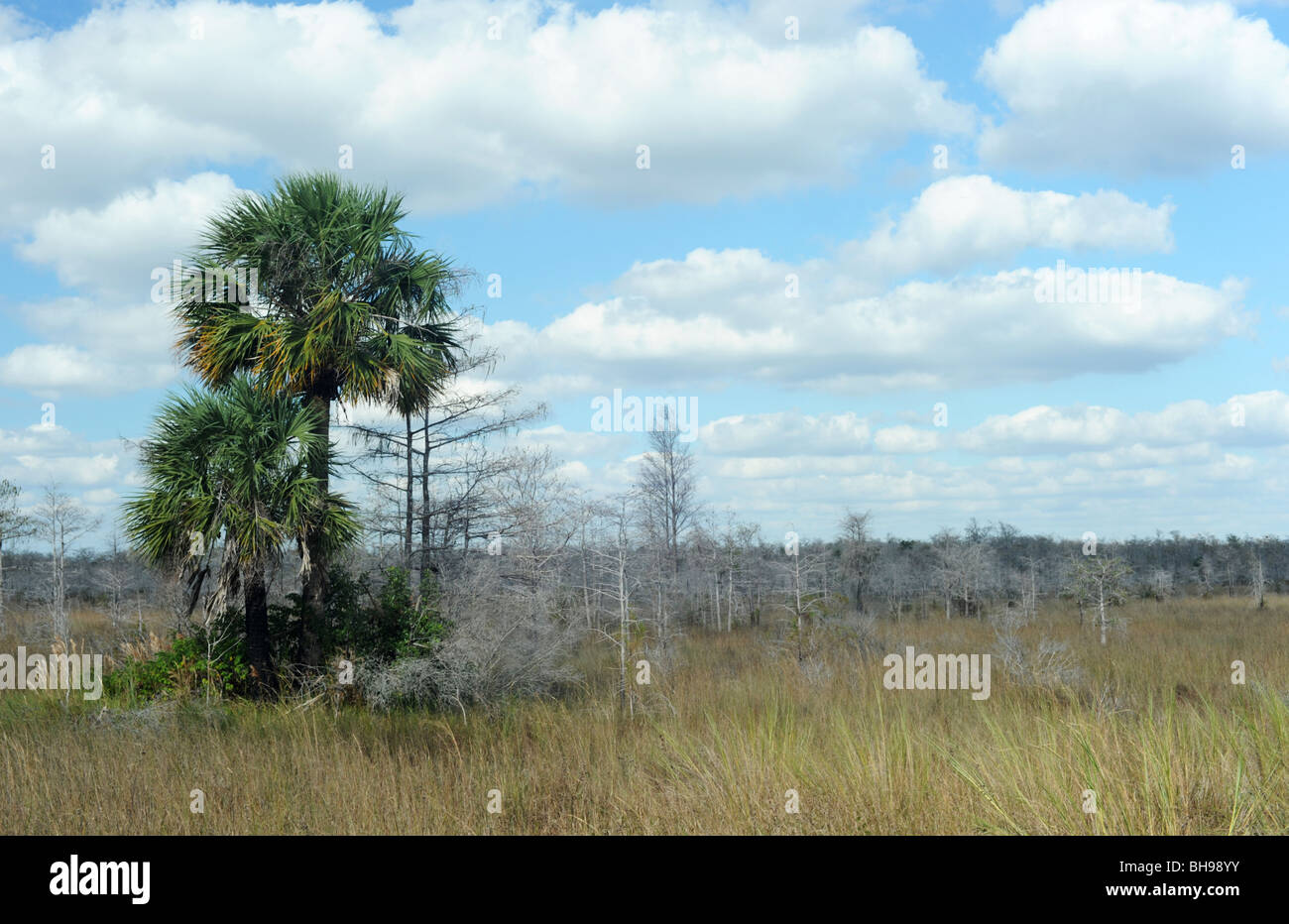 Bouquet de palmiers dans les Everglades de Floride USA Banque D'Images