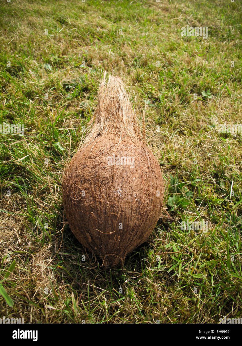 Noix de coco sur l'herbe Banque D'Images