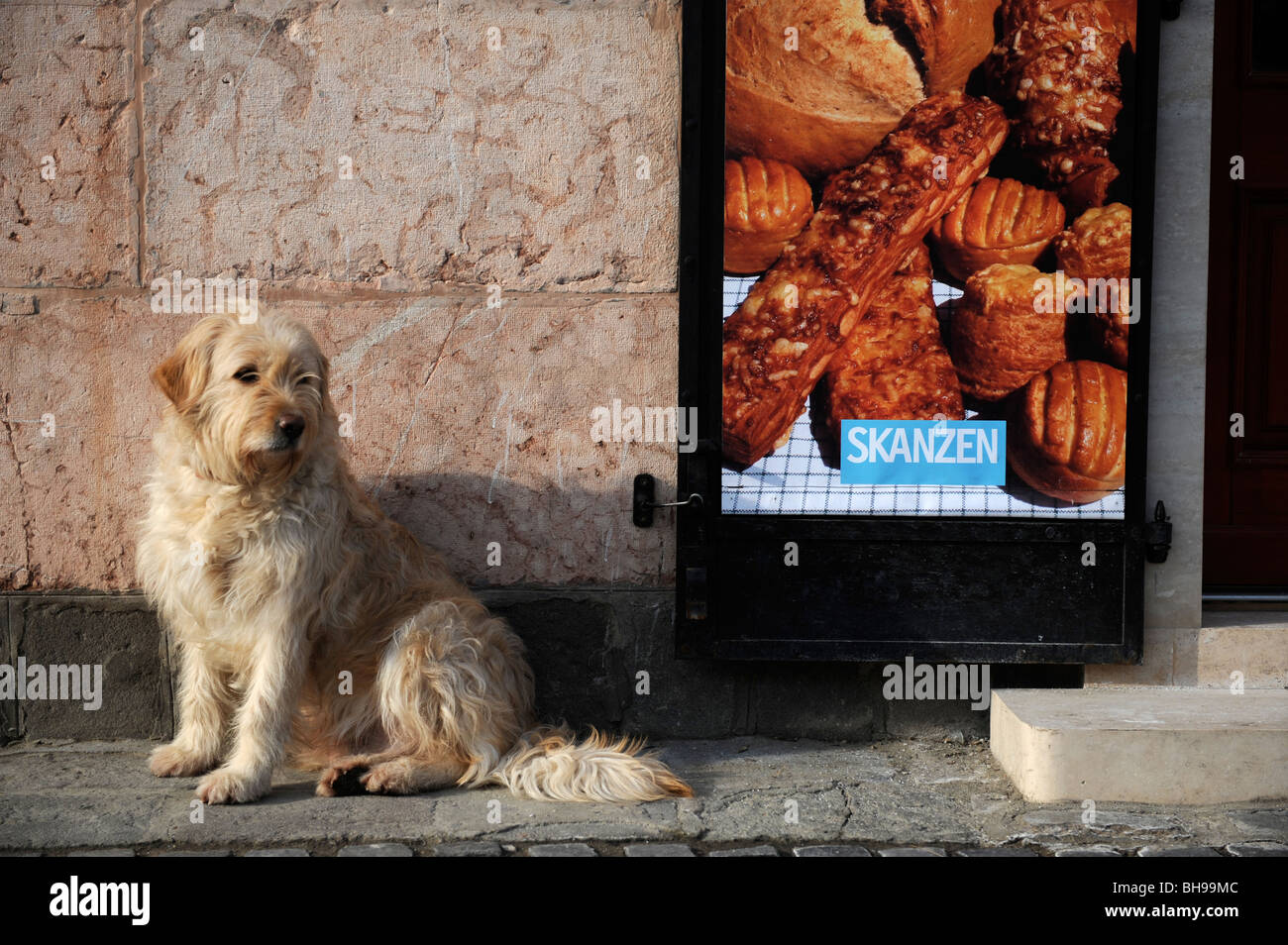 Un chien attend que son propriétaire en dehors d'une boulangerie à Szentendre, Hongrie Banque D'Images