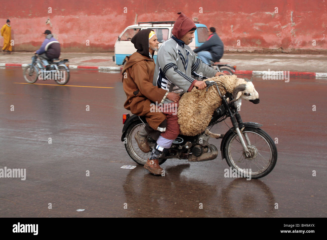 Deux hommes et un mouton ride sur une moto à travers les rues de Marrakech  quelques jours avant l'Aïd al-Adha Photo Stock - Alamy