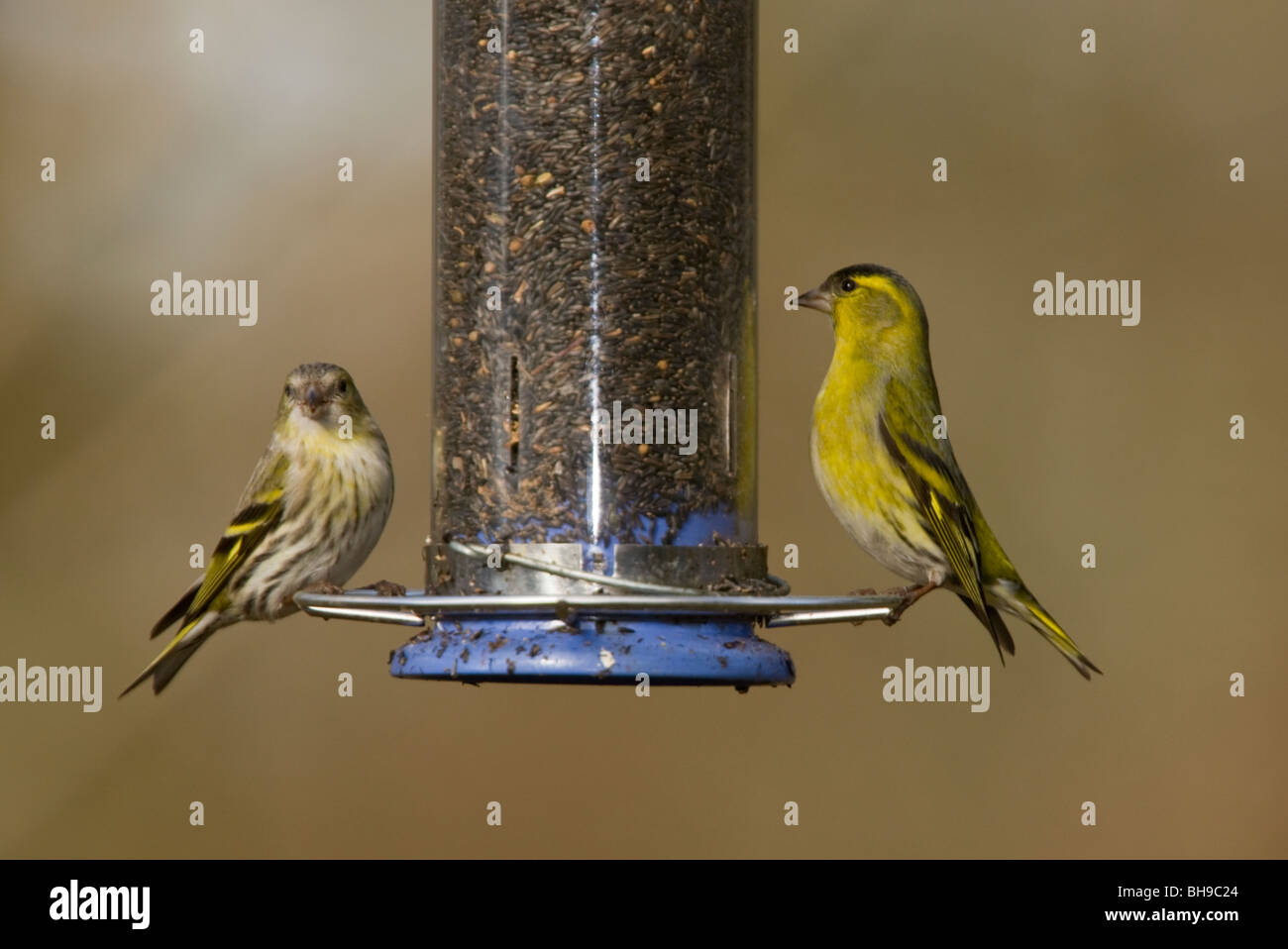 Paire de Siskin Carduelis spinosa au mangeoire pour oiseaux à la fin de l'hiver. Hants. Banque D'Images
