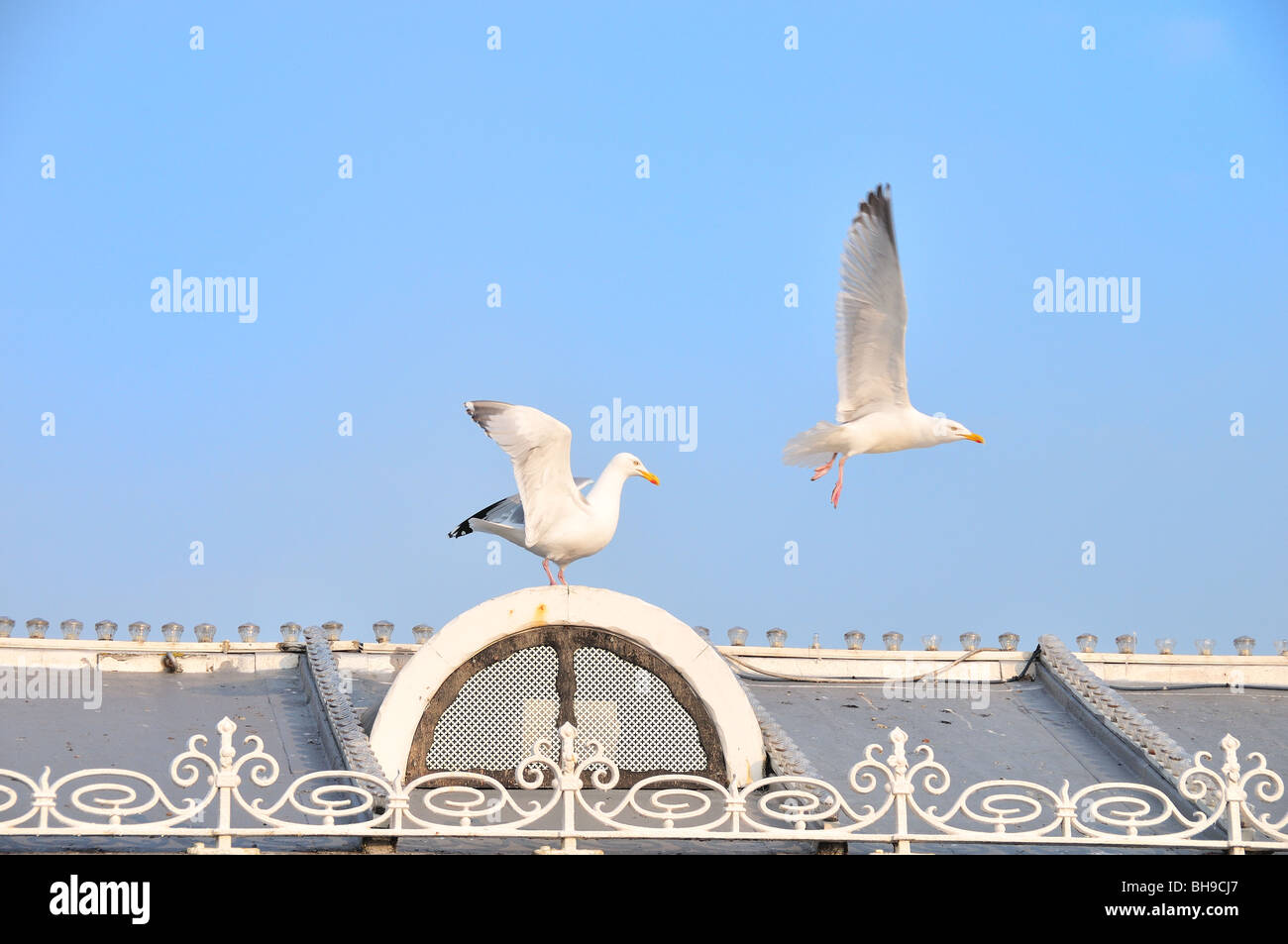 Les goélands argentés sur la jetée de Brighton, Angleterre Banque D'Images