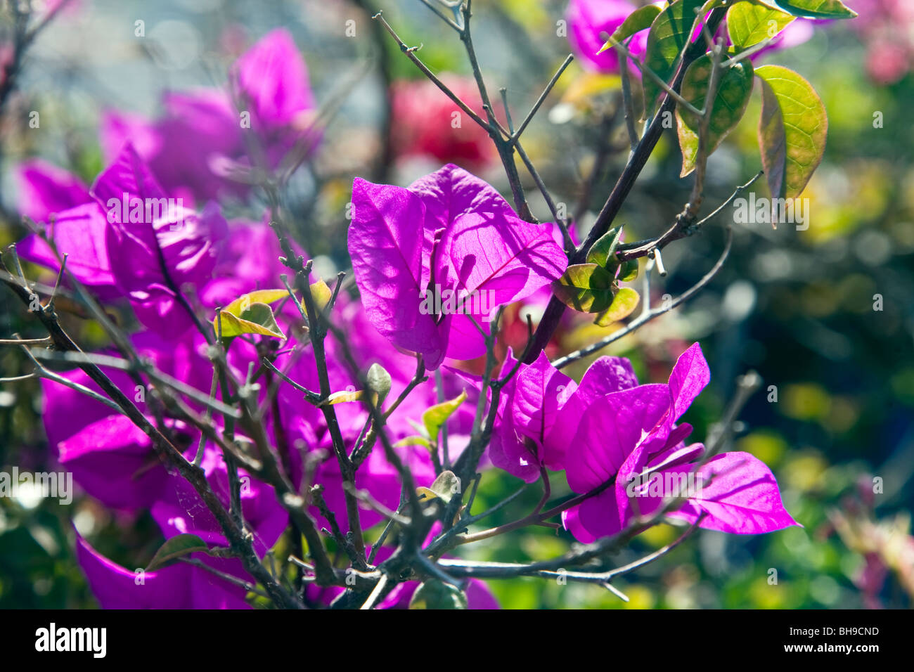 Rétro-éclairé de belles fleurs de bougainvilliers pourpres dans un jardin tropical Banque D'Images