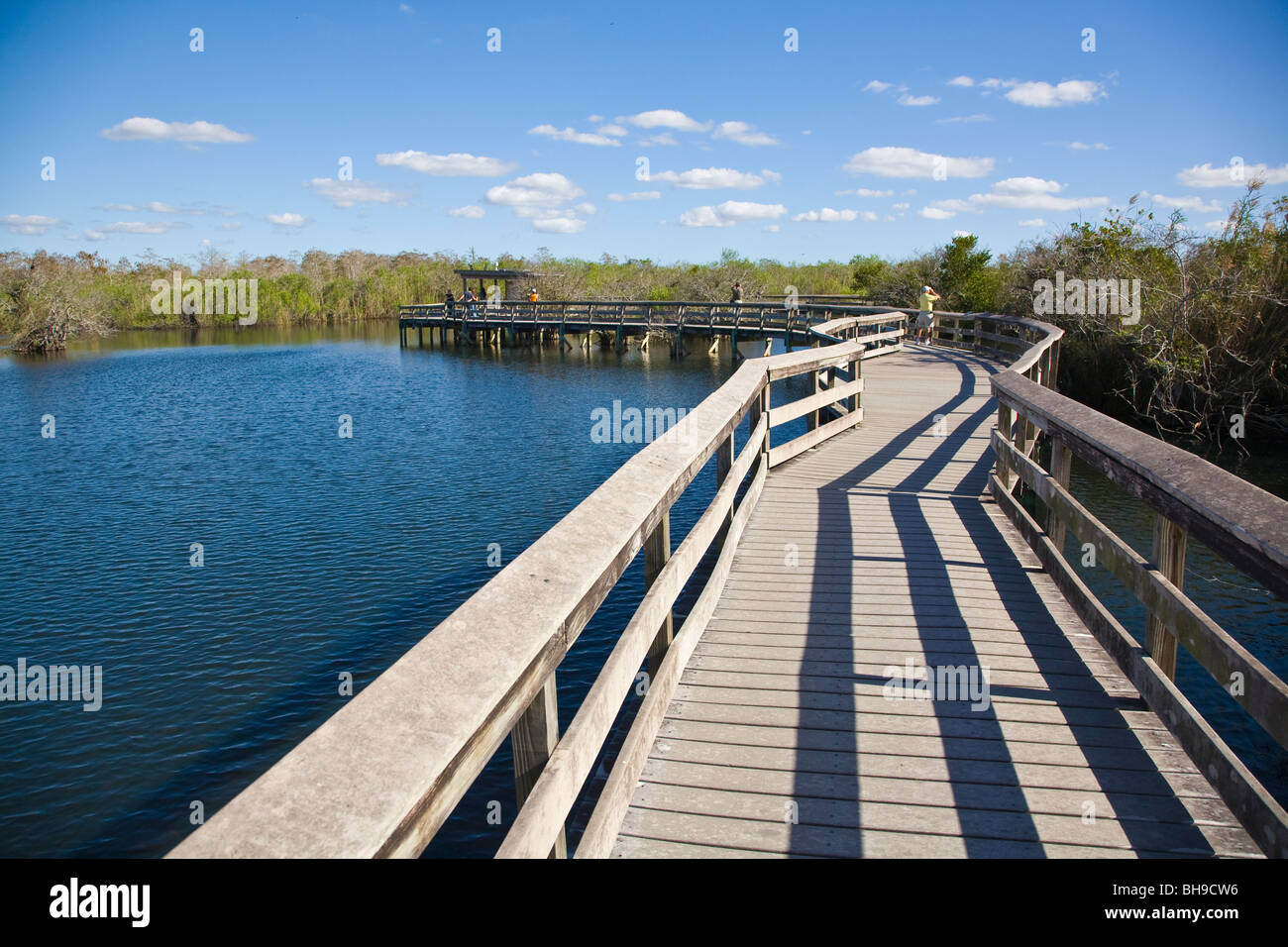 Anhinga Trail dans le parc national des Everglades en Floride Banque D'Images