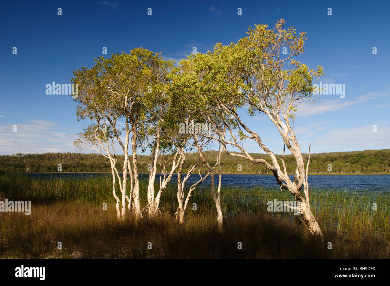 NORTH Stradbroke Island, Australie - Brown Lake est un lac du Nord sur Stradbroke Island, dans le Queensland, Australie. Connu comme un lac, comme d'autres lacs perchés sur les îles sablonneuses de la région du sud-est de Queensland il conserve son eau en raison d'une couche de feuilles qui tapissent le fond du lac.[1] Cela est particulièrement apparent dans le lac Brown que le tanin est exsudée par les feuilles, tombé de entourant Paperbark Melaleuca et Ti-arbres Callistemon, les taches à l'eau une couleur brun riche n'est pas sans ressembler à celle de thé. North Stradbroke Island, juste à côté de l'État du Queensland, capitale de Brisbane, est le monde" Banque D'Images
